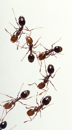 Invitemos a las hormigas
